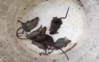 Уничтожение крыс на складе в Хотьково